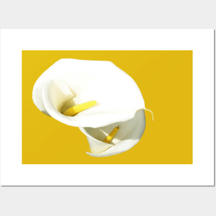 Beautiful White Calla Flowers Cut Out Posters and Art